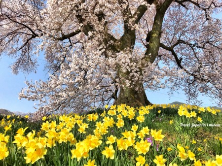 Cherry blossoms at Wanizuka