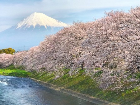 cherry blossoms and Mt.Fuji at Ryuganbuchi 