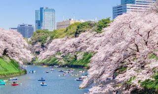 Cherry blossoms at Chidorigafuchi-ryokudo Walkway 2019