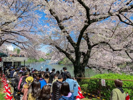Cherry blossoms at Chidorigafuchi-ryokudo Walkway 