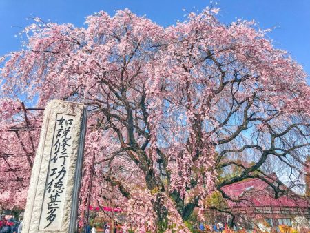 Shidare-Zakura(weeping cherry tree ) in Jisso-ji temple