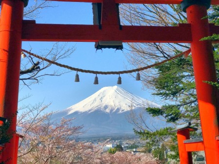 Cherry blossoms,Mt.Fuji and Torii gate in Arakurayama Sengen Park