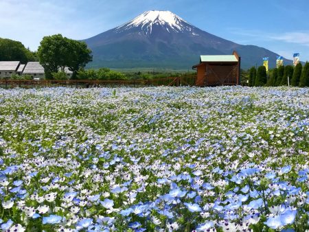 Nemophila and Mt.Fuji in Hanano Miyako Koen Park