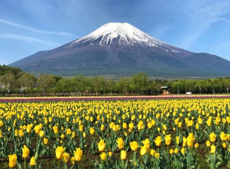 Tulips and Mt.Fuji in Hanano Miyako Koen Park