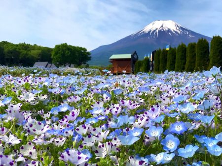 Nemophila and Mt.Fuji in Hanano Miyako Koen Park