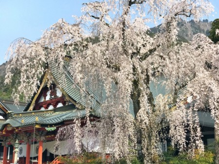Cherry blossoms in Kuon-ji temple
