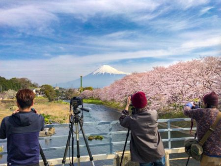 cherry blossoms and Mt.Fuji from Takito-Bashi bridge at Ryuganbuchi 