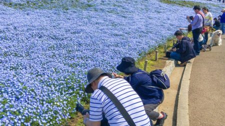 Nemophila field at Hitachi Seaside Park