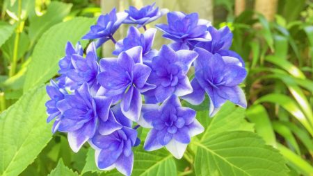 Hydrangea in Hase temple