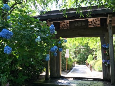 Hydrangea in Meigetsuin Temple