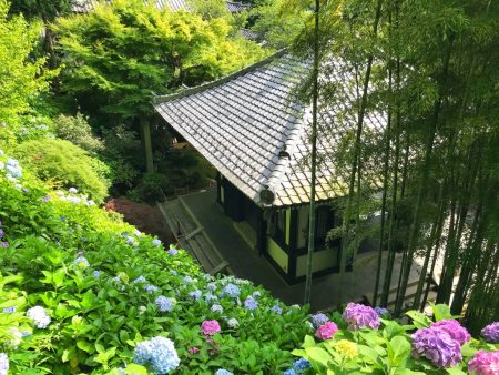 Kyozo and hydrangea at Hase Temple in Kamakura