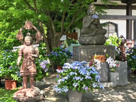 Buddha statue and hydrangea in Hase temple