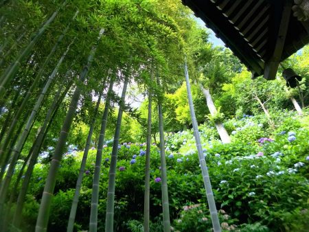 Bamboo forest and hydrangea in Hase temple 