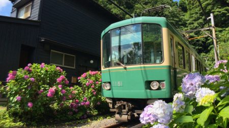 Hydrangea and Enoden line at Goryo Jinja shrine in Kamakura