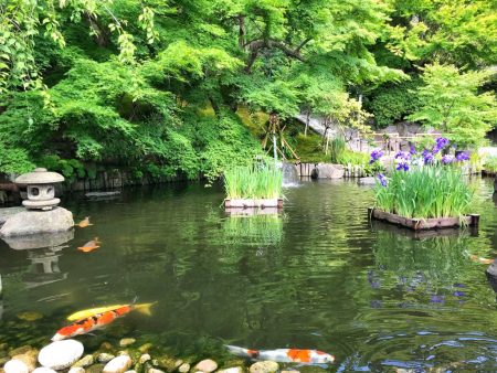 Iris at Japanese garden with pond in Hase temple