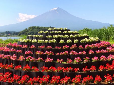 Begonia and Mount Fuji at Kawaguchiko herb festival2018