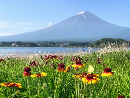 Blanket flower and Mount Fuji at Kawaguchiko herb festival2018