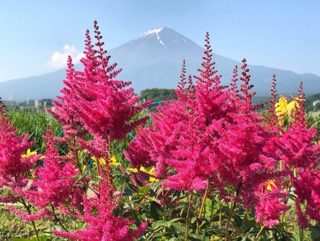 Astilbe and Mount Fuji at Kawaguchiko herb festival2018