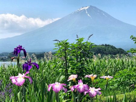 Iris and Mount Fuji at Kawaguchiko herb festival2018