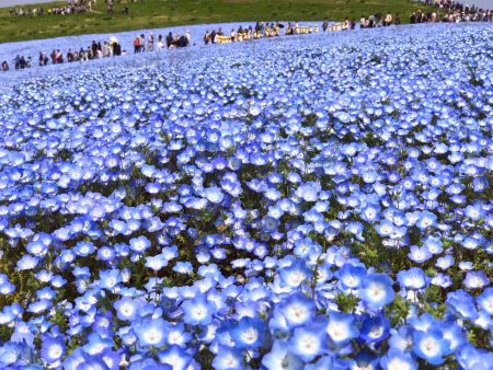 Nemophila field at Hitachi Seaside Park