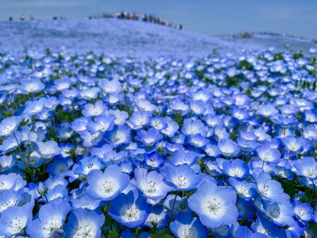 Nemophila field at Hitachi Seaside Park 2019