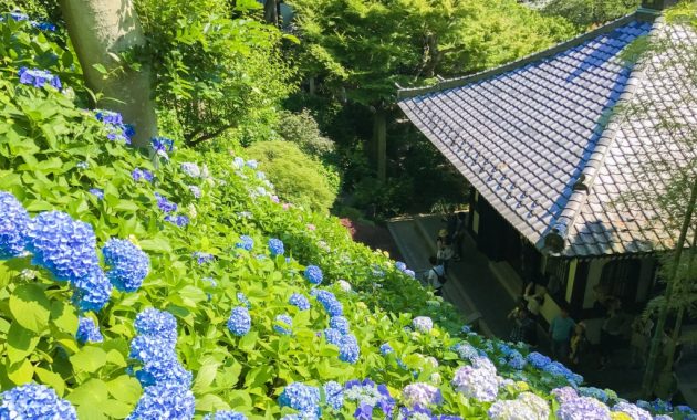 Hydrangea in Hase temple