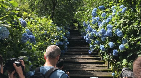 Hydrangea in Meigetsuin Temple