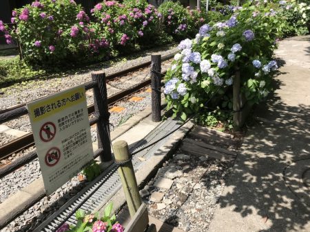 Photo spot of Enoden and hydrangea