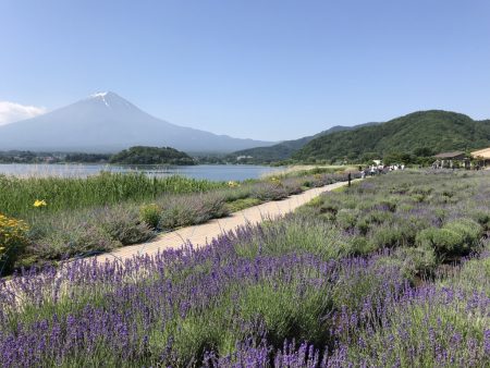 Lavenders and Mount Fuji at Kawaguchiko herb festival2018