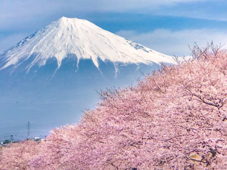 cherry blossoms and Mt.Fuji at Ryuganbuchi 