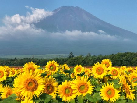 Sunflowers and Mount Fuji in Hanano Miyako Koen Park