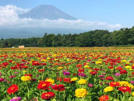 Zinnia flowers and Mount Fuji in Hanano Miyako Koen Park