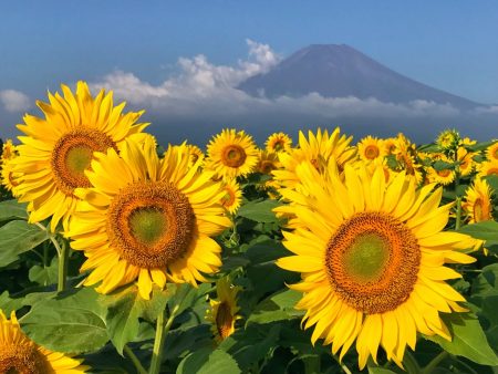Sunflowers and Mount Fuji in Hanano Miyako Koen Park