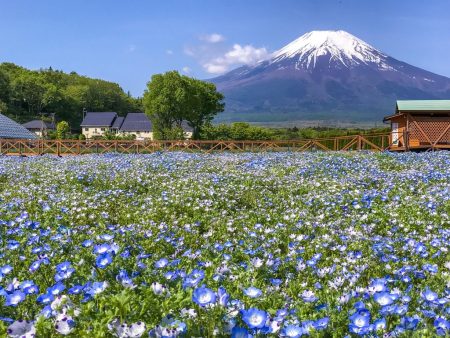 Nemophila and Mt.Fuji in Hanano Miyako Koen Park