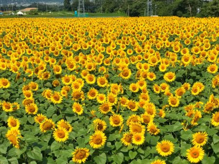 Akeno Sunflower Festival Field No.3