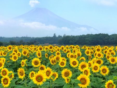 Sunflowers and Mount Fuji in Hanano Miyako Koen Park