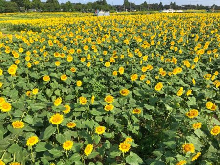 Zama Sunflower Festival