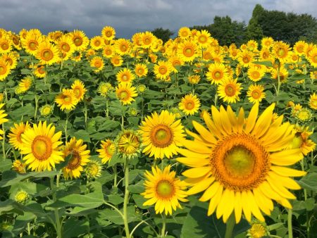 Zama Sunflower Festival