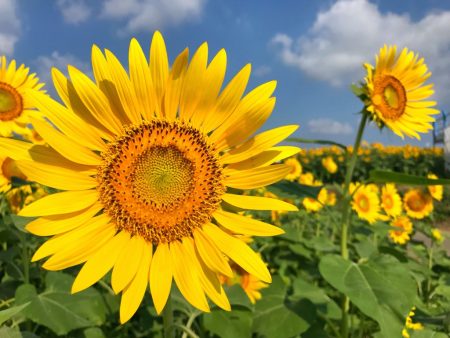 Zama Sunflower Festival