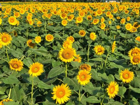 Zama Sunflower Festival