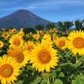 Mt.Fuji with flowers in Hanano Miyako Koen park