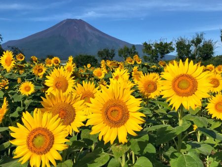 Sunflowers and Mount Fuji in Hanano Miyako Koen Park