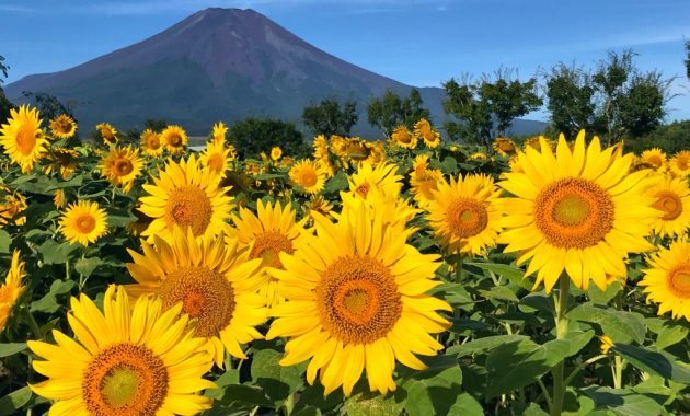 Sunflowers and Mount Fuji in Hanano Miyako Koen Park