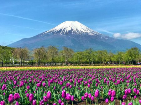 Tulips and Mt.Fuji in Hanano Miyako Koen Park