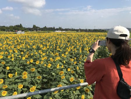 Observatory in Zama Sunflower Festival