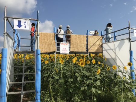 Observatory in Zama Sunflower Festival