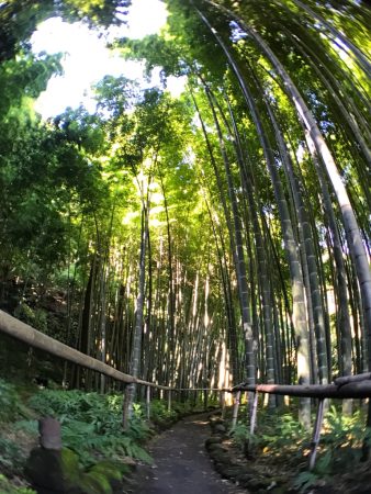 Bamboo garden of Eishoji temple in Kamakura