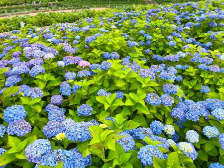 Hydrangea garden in Nabana No Sato