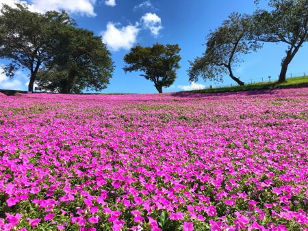 Petunia in Mother Farm