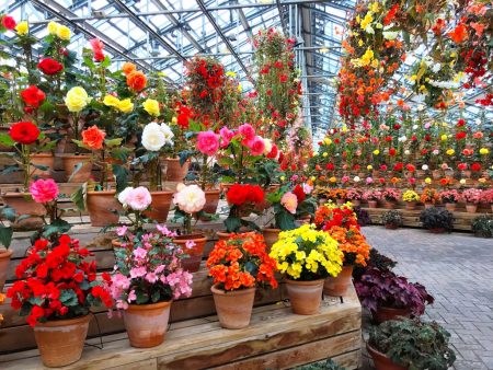 Begonia garden in Nabana no Sato.